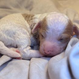 Author - Parti male Goldendoodle puppy in Saint Louis, Missouri from Jax Doodles