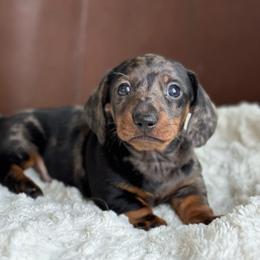 Matteo - Dapple male Dachshund puppy in Crystal, Michigan from Mare-Bella Smoothcoat Edition
