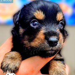 Pasco - Black tri male Miniature Australian Shepherd puppy in Punta Gorda, Florida from Christie's Creekside Aussies