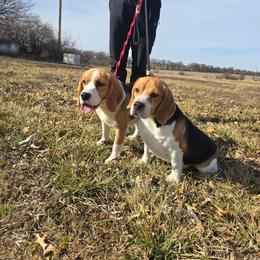 Beagle puppies from Nukee Beagles and Corgis
