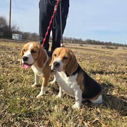 Beagle puppies from Nukee Beagles and Corgis