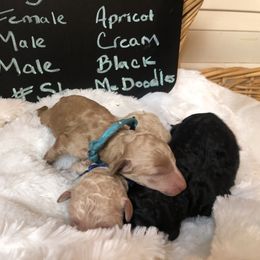 Goldendoodle and Poodle Puppies from Your Elite Pup