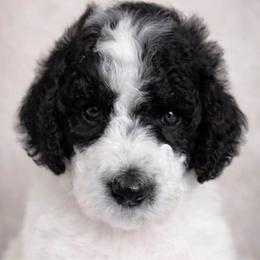 Girl 3 Yellow Daisy - Parti female Poodle puppy in Stuart, Florida from AKC/Excellent + Good OFA Sweet Delightful Poodles