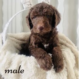 Labradoodle Puppies from Maple’s Doodles