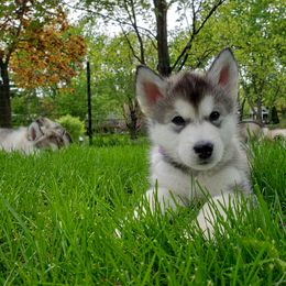 Alaskan Malamute Puppies from Delphi Alaskan Malamutes