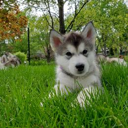 Alaskan Malamute Puppies from Delphi Alaskan Malamutes