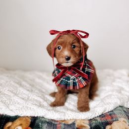 Iconic - RL Christmas - Red  female Goldendoodle puppy in Syracuse, Indiana from The Doodle Cove