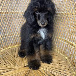 Phantom Boy - Phantom male Poodle puppy in Belgreen, Alabama from Scott’s Farm Poodles and Doodles
