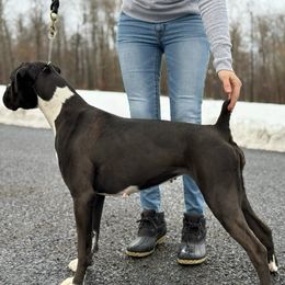 Vanya - Boxer