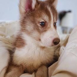 Native American Indian Dog Puppies from Corn Moon Kennels: a member of the Native American Indian Dog Preservation Project
