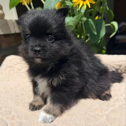 Cadbury - Black and tan male Pomeranian puppy in Clarksville, Tennessee from Bee Mine Maltipoos and Pomeranians