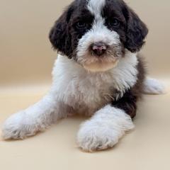 Sunny - male Australian Mountain Doodle puppy in Claremont, North Carolina from Magnolia Grove Farms