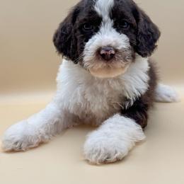 Sunny - male Australian Mountain Doodle puppy in Claremont, North Carolina from Magnolia Grove Farms
