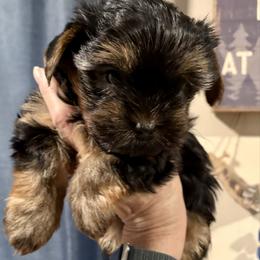 Oakley - Black and tan male Yorkshire Terrier puppy in Hulbert, Oklahoma from Timber Hills Yorkshire Terriers