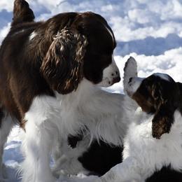English Springer Spaniel Puppies from Timberwood English Springer Spaniels