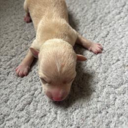 June - Cream female Chihuahua puppy in Scranton, South Carolina from The Magnolia Pawlor, LLC
