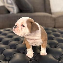 Scarlett - Chocolate tri-color female Bulldog puppy in Rockwall, Texas from Lulu’s EB Babies