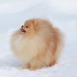 French Bulldog and Pomeranian All Grown Up from Sugarbomb