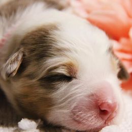 Australian Shepherd Puppies from Haulin' Auss Shepherds