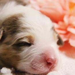 Australian Shepherd Puppies from Haulin' Auss Shepherds