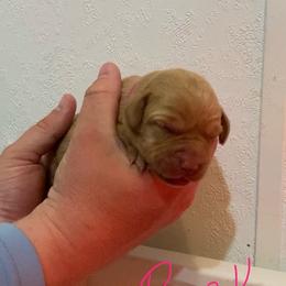 Pink - Yellow female Labrador Retriever puppy in Newaygo, Michigan from Royal Oak Gundogs