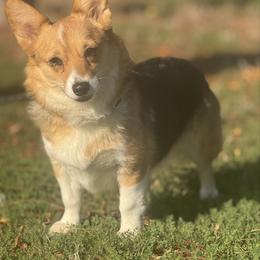 Honey Bunz - Pembroke Welsh Corgi
