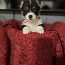 Janice - Black and tan female American Corgi puppy in Post Falls, Idaho from Splootin’ around Corgi’s