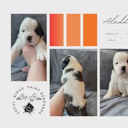 Aladdin - Mahogany and white male Saint Bernard puppy in Saltsburg, Pennsylvania from Loyal Ridge Saint Bernards