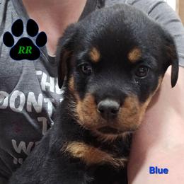 Blue - Black and mahogany male Rottweiler puppy in Tangent, Oregon from Raya's Royals
