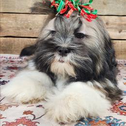 Silvermist - Brown female Lhasa Apso puppy in Jefferson, New York from Absolute Lhasa Love