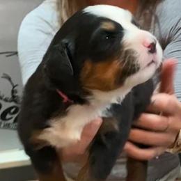 Girl 2 - Black rust and white female Bernese Mountain Dog puppy in Bristol, Tennessee from Holston Hollow Farm