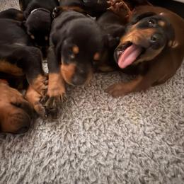 Boy 2 - male Doberman Pinscher puppy in Estacada, Oregon from Day Hill Dobermans