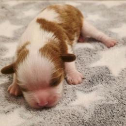 Leo - Blenheim male Cavalier King Charles Spaniel puppy in Pennsylvania from Julie's Cavalier King Charles Spaniels