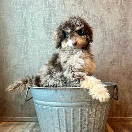 Rosie - Merle female Cavapoo puppy in Austin, Texas from Doodles of Central Texas
