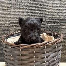 Boy 4 - Black male Scottish Terrier puppy in Nickelsville, Virginia from Pecan Creek