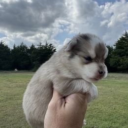 Wolverine - Merle male Pomsky puppy in Gunter, Texas from The Painted Pomsky