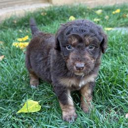 Keebler - Red tri-color male Aussiedoodle puppy in Heber City, Utah from Junipersdoodles
