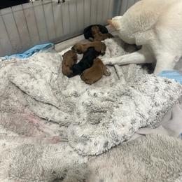 Girl 1 - Red female Shiba Inu puppy in Lehigh Acres, Florida from SWFL Happy Dogs