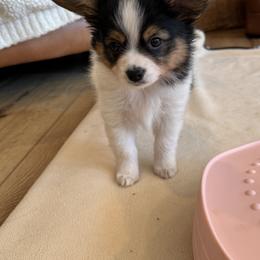 Papillon Puppies from Papillons in the Pines