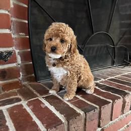 Duckie - Brown male Bernedoodle puppy in Gainesville, Florida from Alyssa Xxweetdoodles