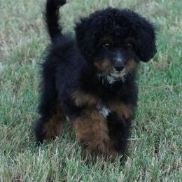 Reese BTM least white - Black tri-color male Aussiedoodle puppy in Lawton, Oklahoma from Lindsey’s Aussies