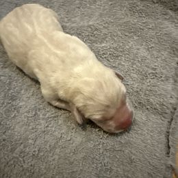 Girl 2 - Yellow female Labrador Retriever puppy in Isanti, Minnesota from Four Corners Family Labs