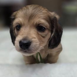 Van - Cream male Dachshund puppy in Oklahoma City, Oklahoma from OkieDoxieland Dachshunds