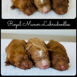 Boy - Red male Australian Labradoodle puppy in Florence, New Jersey from Royal Manor Labradoodles