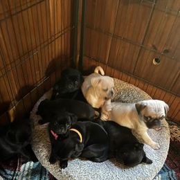 Pug Puppies from Crazy Pugs Haven
