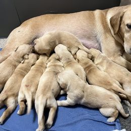 Labrador Retriever Puppies from Sycamore Kennels