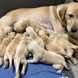 Labrador Retriever Puppies from Sycamore Kennels