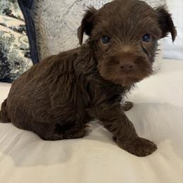 CKC Valentine - Chocolate, tan and white male Yorkshire Terrier puppy in Calhoun, Georgia from Peach State Yorkies