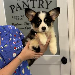 Pembroke Welsh Corgi puppies from Silver Myst Acres