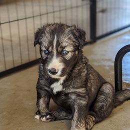 Siberian Husky Puppies from Wyant Farms